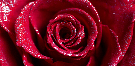 クリスマススペシャルギフト｜ローズギャラリー